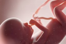 Fœtus humain réaliste à la semaine 20, illustration par ordinateur . — Photo de stock