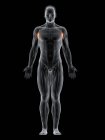 Männlicher Körper mit sichtbarem farbigen Coracobrachialis-Muskel, Computerillustration. — Stockfoto
