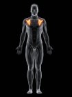 Абстрактное мужское тело с детальной подлопаточной мышцей, компьютерная иллюстрация
. — стоковое фото
