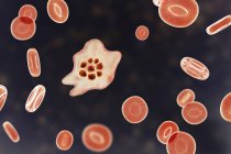 Plasmodium ovale protozoan parasite and red Blood cell in flow, computer illustration. — стокове фото