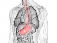 Silueta masculina transparente con estómago de color, ilustración por computadora . - foto de stock