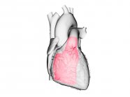 Людське серце з кольоровим правим шлуночком, комп'ютерна ілюстрація . — стокове фото
