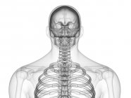 Huesos de la parte superior del cuerpo humano masculino, ilustración digital . - foto de stock