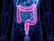Silueta masculina transparente con intestino grueso visible, ilustración por ordenador . - foto de stock