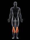 Männlicher Körper mit sichtbarem farbigen Gastroznemiusmuskel, Computerillustration. — Stockfoto