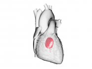 Людське серце з кольоровим мітральним клапаном, комп'ютерна ілюстрація . — стокове фото