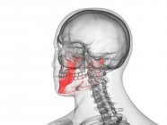 Osso da mandíbula em corpo humano transparente, ilustração computacional . — Fotografia de Stock