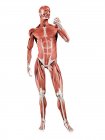 Чоловіча мускулатура в повній довжині, вид спереду, цифрова ілюстрація ізольована на білому тлі . — стокове фото
