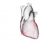 Arterie coronarie, illustrazione computerizzata. — Foto stock