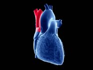 Corazón humano con vena cava superior de color, ilustración por computadora . - foto de stock