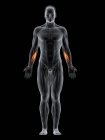 Männlicher Körper mit sichtbarem farbigen Flexor carpi radialis Muskel, Computerillustration. — Stockfoto