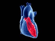 Corazón humano con ventrículo izquierdo de color, ilustración por computadora . - foto de stock