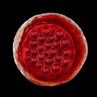 Протозой Плазмодієвий соксіпарум, збудник тропічної малярії, цифрова ілюстрація . — стокове фото