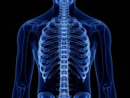 Huesos de tórax en rayos X ilustración digital del cuerpo humano . - foto de stock