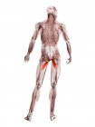 Физическая мужская фигура с подробным Adductor Brevis мышцы, цифровая иллюстрация
. — стоковое фото