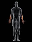 Männlicher Körper mit sichtbarem farbigem Streckmuskel digitorum, Computerillustration. — Stockfoto