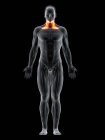Абстрактное мужское тело с подробной платисманской мышцей, компьютерная иллюстрация
. — стоковое фото