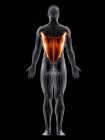 Male body with visible colored Latissimus dorsi muscle, computer illustration. — Stock Photo