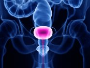 Transparent male silhouette with visible urinary bladder, computer illustration. — Stock Photo
