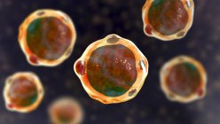 Digital illustration of blastocystis hominis parasites, causative agents of diarrheal infection. — Stock Photo