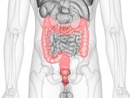 Figura masculina abstracta que muestra el intestino grueso de color, ilustración por computadora . - foto de stock