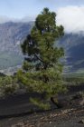 Canarian pine trees growing in rocky mountains of La Palma, Canary Islands. — Stock Photo