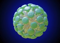 Ilustración digital de la estructura del coronavirus, virus causante de infección del tracto respiratorio relacionada con resfriado común, neumonía y síndrome respiratorio agudo grave . - foto de stock