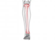 Tibia bone in skeleton of human body, computer illustration. — Stock Photo