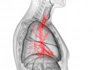 Silueta masculina transparente con bronquios de colores, ilustración por ordenador
. - foto de stock