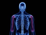 Плечевая кость в прозрачном человеческом теле, компьютерная иллюстрация
. — стоковое фото