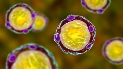 3d ilustración por computadora de parásitos hominíes de blastocystis, agentes causantes de la infección diarreica.. - foto de stock