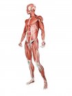 Musculatura masculina em comprimento total, ilustração digital isolada sobre fundo branco . — Fotografia de Stock