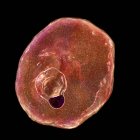 Plasmodium ovale protozoan, computer illustration. — Stock Photo