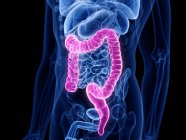 Corpo masculino anatômico com intestino grosso colorido, ilustração de computador . — Fotografia de Stock