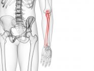 Ulna bone in skeleton of human body, computer illustration. — Stock Photo