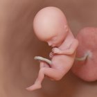 Fœtus humain à la semaine 15, illustration numérique réaliste . — Photo de stock