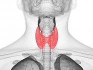Cuerpo masculino anatómico con glándula tiroides de color, ilustración por computadora . - foto de stock