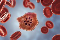 Plasmodium ovale protozoo parásito y glóbulos rojos en flujo, ilustración por ordenador
. - foto de stock