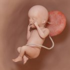 Foetus humain à la semaine 23, illustration numérique réaliste . — Photo de stock