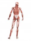 Modello anatomico umano che mostra i muscoli della schiena profonda, illustrazione del computer
. — Foto stock