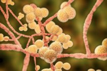 Illustrazione computerizzata del fungo unicellulare del lievito Candida auris . — Foto stock