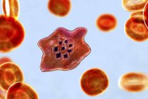 Плазмодиевый овальный протозойный паразит и красные кровяные тельца в потоке, компьютерная иллюстрация
. — стоковое фото