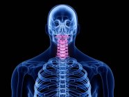 Männliches Skelettstück mit sichtbarer Halswirbelsäule, Computerillustration. — Stockfoto