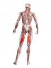 Физическая фигура мужчины с детальной полуэмбранозной мышцей, цифровая иллюстрация
. — стоковое фото