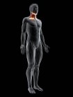 Figura masculina abstracta con músculo Platsyma detallado, ilustración digital . - foto de stock