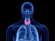 Прозорий чоловічий силует з видимою щитовидною залозою, комп'ютерна ілюстрація . — стокове фото
