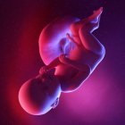 Foetus humain à la semaine 38, illustration numérique multicolore . — Photo de stock