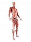 Musculature masculine en pleine longueur, illustration numérique isolée sur fond blanc . — Photo de stock