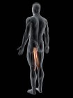 Cuerpo masculino abstracto con músculo Gracilis detallado, ilustración por computadora
. - foto de stock
