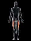 Männlicher Körper mit sichtbarem farbigem Bizeps femoris longus Muskel, Computerillustration. — Stockfoto